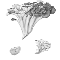 Trsovnica lupeňovitá (Maitake)