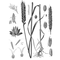 Pšeničné klíčky