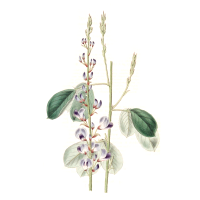 Desmodium ascendens