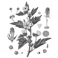 Ibiš lekársky (koreň)