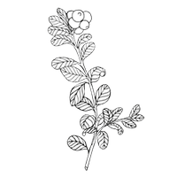 Čučoriedka čierna