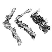 Žezlovka čínska (Cordyceps)