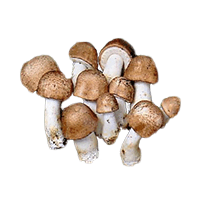 Pečiarka mandľová