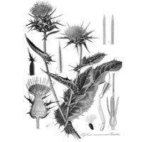 Ostropestrec mariánsky