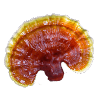 Leskokôrka lesklá (Reishi)