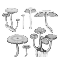 Lesklokôrovka lesklá (Reishi)