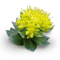 Rozchodnica ružová