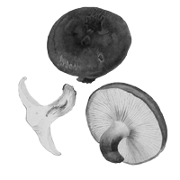 Shiitake (húževnatec jedlý)